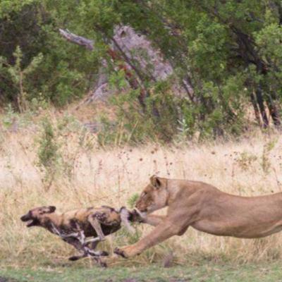 El Forastero, el Licaon que se enfrentó a los Leones por defender a su familia El Forastero, el Licaon que se enfrentó a los Leones por defender a su familia