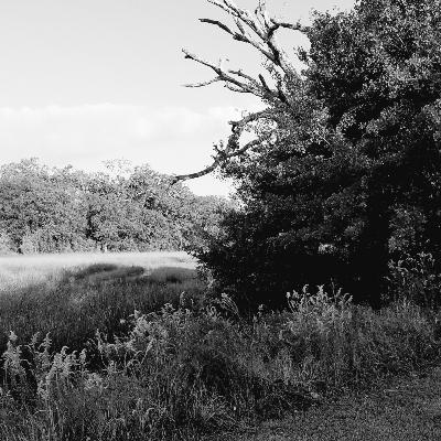 Louisiana Fog Visualization (ASMR) Louisiana Fog Visualization (ASMR)