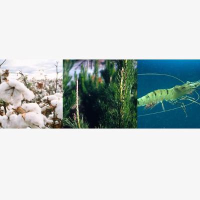 Episode 24 - Showcasing Australian forestry’s environmental stewardship Episode 24 - Showcasing Australian forestry’s environmental stewardship