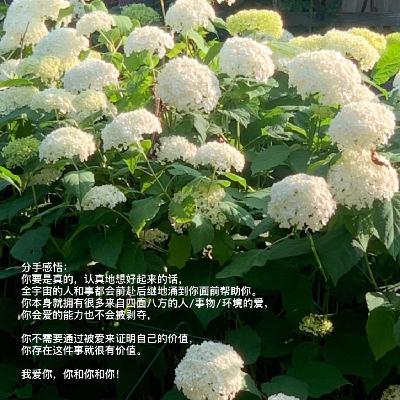 NAPs vol.10 | 失恋自救指南