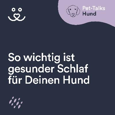 So wichtig ist gesunder Schlaf für Deinen Hund