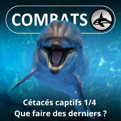S05E56 Cétacés captifs en France 1/4 : Que faire des derniers ?