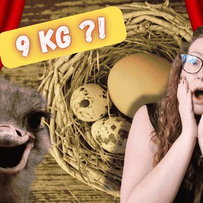 Les 5 PLUS GROS OEUFS que tu pourrais MANGER...OU PAS ? Les 5 PLUS GROS OEUFS que tu pourrais MANGER...OU PAS ?
