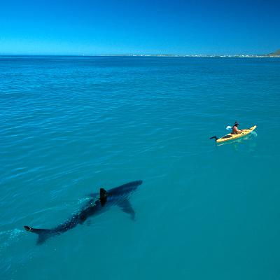 ISWUTT #3: SHARK WEEK!