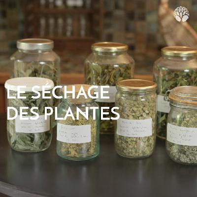 Le séchage des plantes