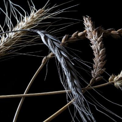 Episode 2: The Great Civilizations of Grain