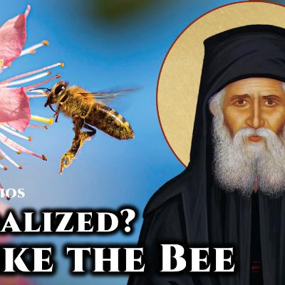 Scandalized? Be Like the Bee - St. Paisios the Athonite