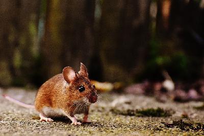 Squeaky, The Mouse That Learned to Fly - Bat-Mouse Part 1 Squeaky, The Mouse That Learned to Fly - Bat-Mouse Part 1