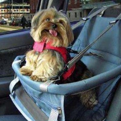 Precauções que se deve tomar ao andar com pets no carro