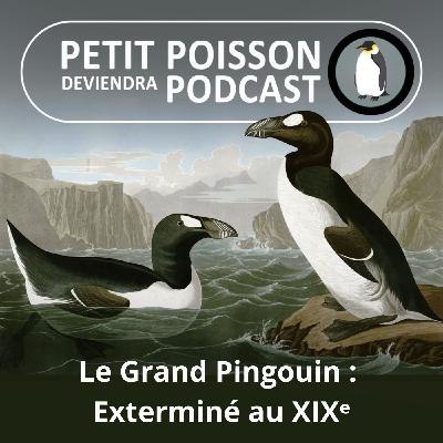 S05E25 Les Manchots : Le Grand pingouin, exterminé au 19e siècle  (Mathilde Chevallay)