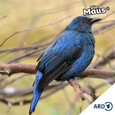 Der blaue Vogel
