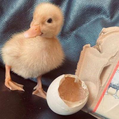 Episode #8----Duck Hatches From Egg Bought At Grocery Store