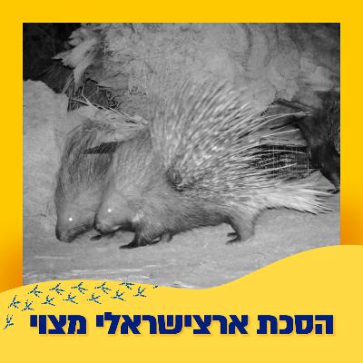 דורבנים