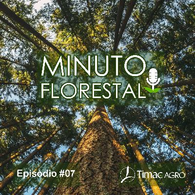 Ep. 07 – Monitoramento nutricional de áreas florestais e relação entre déficit hídrico e produtividade Ep. 07 – Monitoramento nutricional de áreas florestais e relação entre déficit hídrico e produtividade