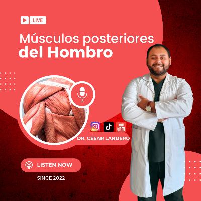 EP16T2 Músculos posteriores del hombro
