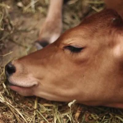 The Endtimes times and the New Times part 46 - the Red calf, the Herald of the Storm