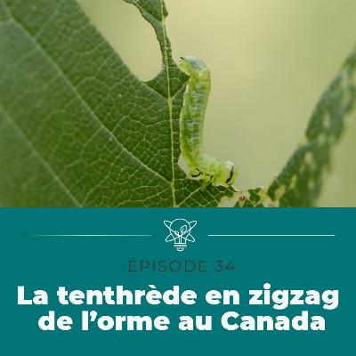 La découverte de la tenthrède en zigzag de l’orme au Canada