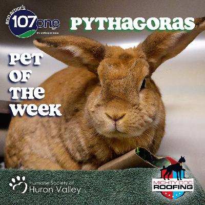 a2VV: HSHV Pet of the Week 12/11/25
