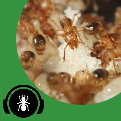 The Best Conditions To Keep Ants | The Ant Podcast #30