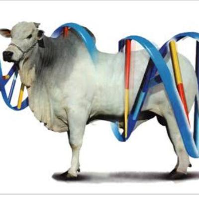 Melhoramento genético animal: cruzamento.