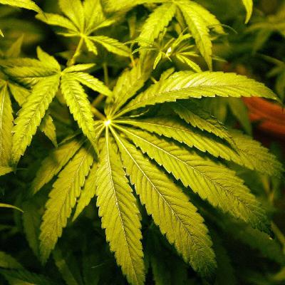 Cannabisgesetz seit heute in Kraft