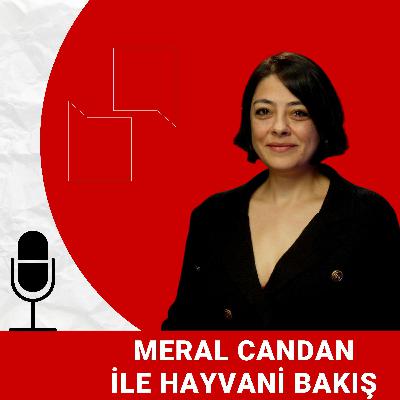 Köpek sahiplenmeden önce bunları bilin! Sosyal medyaya aldanmayın | Patidio ile Hayvani Bakış
