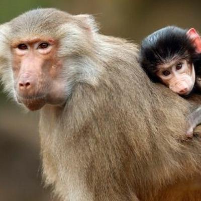 Episode 26 - We Answer Your Questions