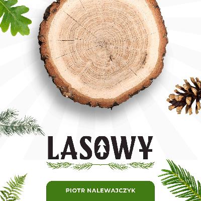 7: Dzieje się w lesie. Kto za to odpowiada? Czyli jak wygląda cały proces wykonywania prac w lesie