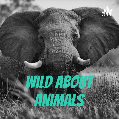 Episode 2 Elephants