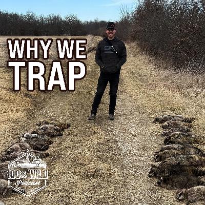 How to Grow Your Turkey Population by Trapping Predators with Jared Lurk | 100% Wild Podcast Ep. 464