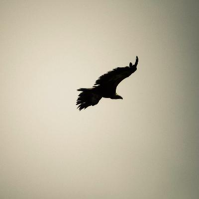 #42- NO ESTÁS DISEÑAD@ PARA SER FELIZ.