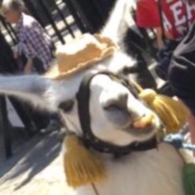 a parábola do cavalo