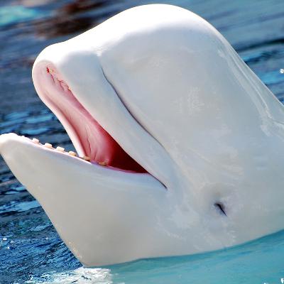 Toothed Whales: The Most Diverse Group Of Cetaceans