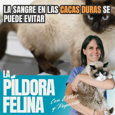 507. La sangre en las CACAS DURAS se puede evitar