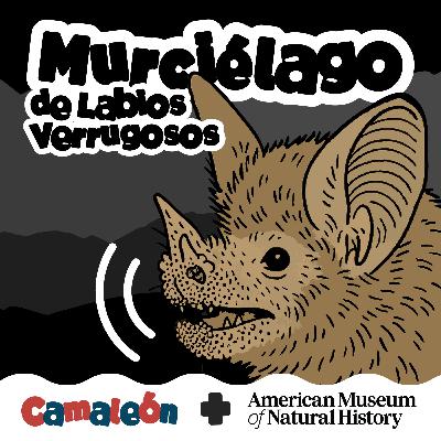 Murciélago de labios verrugosos: Radar con orejas gigantes