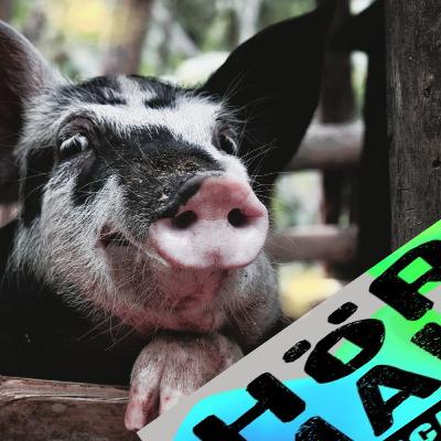 Schweine-WG - Hier kann jeder machen was er will Schweine-WG - Hier kann jeder machen was er will