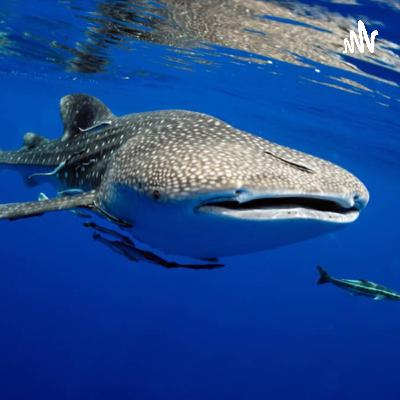 Usted puede ayudar al Tiburón Ballena