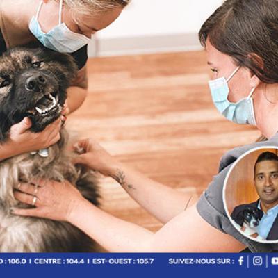 Micro-puces pour chiens : la MSAW propose un service à domicile pour minimiser les files d’attente et le stress des chiens