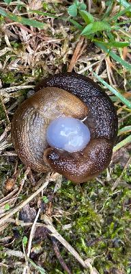 Episode 209 Im a Slug Enthusiast