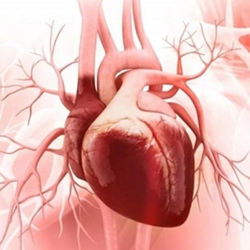 سیمرغ عطار (اپیزود چهل و نه) سیمرغ عطار (اپیزود چهل و نه)