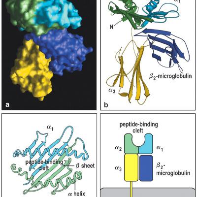 Moléculas do MHC e antígenos HLA Moléculas do MHC e antígenos HLA