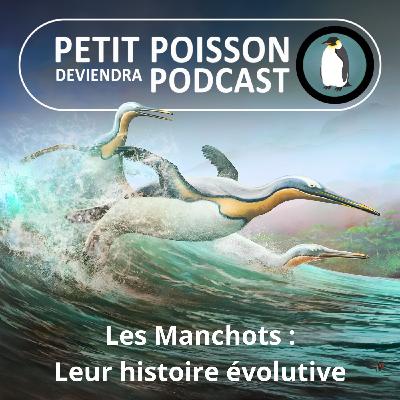 S05E12 Les Manchots : Prendre son envol dans l'eau, ou l'histoire évolutive des manchots (Mathilde Chevallay)