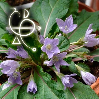 Algunas Plantas y sus Propiedades