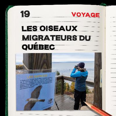 #19. Les oiseaux migrateurs du Québec #19. Les oiseaux migrateurs du Québec
