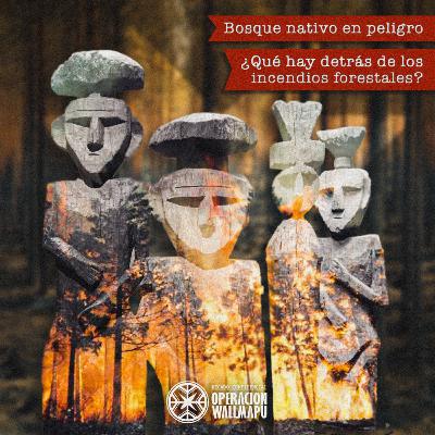 Bosque nativo en peligro: ¿Qué hay detrás de los incendios forestales? Bosque nativo en peligro: ¿Qué hay detrás de los incendios forestales?