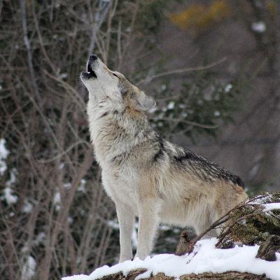 The Way of the Wolf, Part 2—The Credulity of Humans and the Honesty of Wolves
