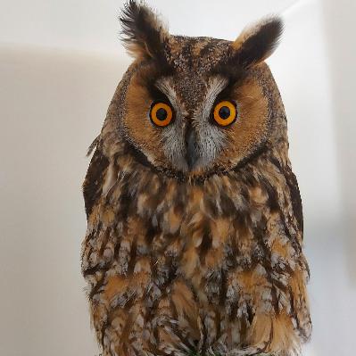 Irish Owls - Ulchabhán