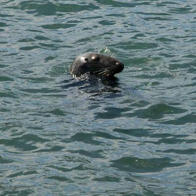 07. Seals - East Pier Heritage Trail