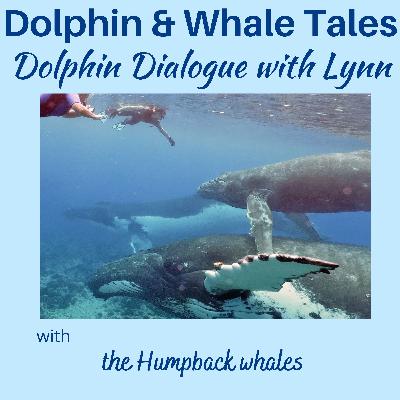 7 Dolphin Dialogue with Lynn
