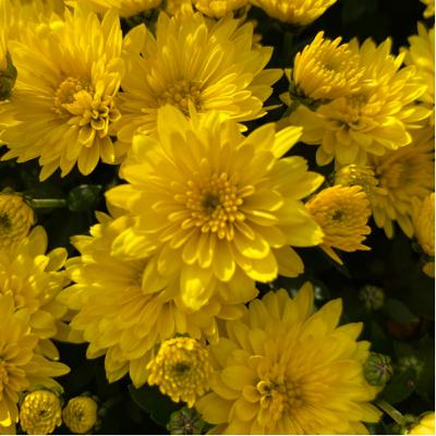 Audio Experience with our garden - Wednesday October 28